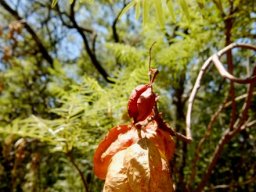 Erythrophysa transvaalensis fruit