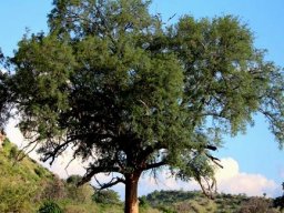 Faidherbia albida in Limpopo