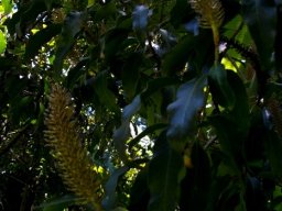 Faurea galpinii