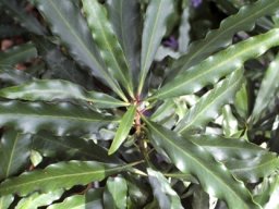 Faurea macnaughtonii leaves