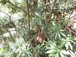 Faurea macnaughtonii