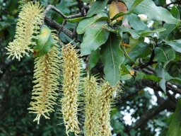 Faurea rochetiana