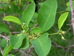 Flueggea virosa subsp. virosa bearing flowers