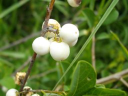 Flueggea virosa subsp. virosa ripe fruit