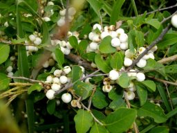 Flueggea virosa subsp. virosa