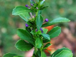 Freylinia tropica