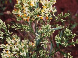 Freylinia lanceolata