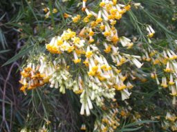 Freylinia lanceolata