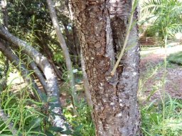 Freylinia lanceolata stem