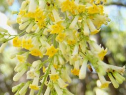 Freylinia lanceolata flowers and buds