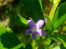Freylinia tropica flower