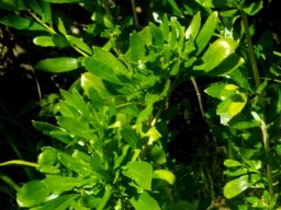 Freylinia tropica leaves