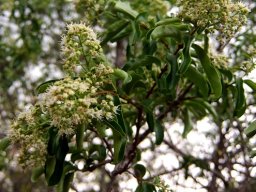 Galpinia transvaalica inflorescences