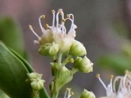Galpinia transvaalica flowers