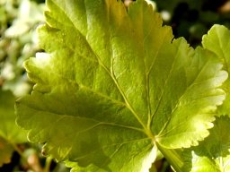 Greyia sutherlandii leaf