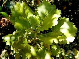 Greyia sutherlandii