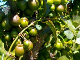 Halleria lucida fruit
