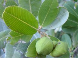 Heeria argentea leaves