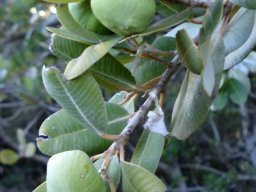 Heeria argentea funny fruit shapes