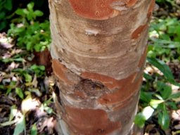 Heteropyxis canescens stem