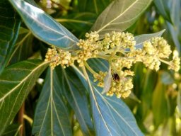 Heteropyxis canescens leaves and flowers