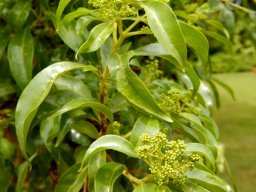 Heteropyxis natalensis leaves and buds