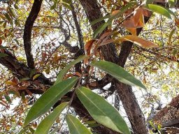 Hexalobus monopetalus leaves