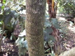 Heywoodia lucens