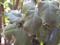 Heywoodia lucens leaves