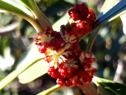 Hyaenanche globosa male flowers