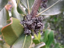 Hyaenanche globosa dry male flower remains