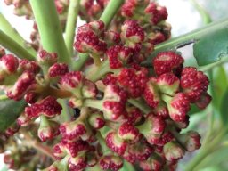 Hyaenanche globosa flowers of a male plant