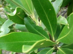 Hyaenanche globosa leaves