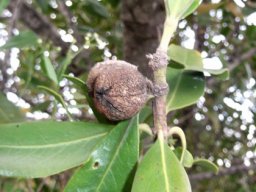 Hyaenanche globosa fruit