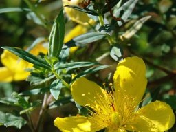 Hypericum revolutum