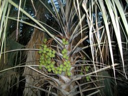 Hyphaene petersiana 