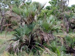 Hyphaene coriacea