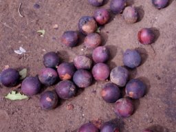 Hyphaene petersiana ripe fruit