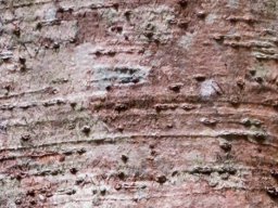 Ilex mitis var. mitis bark