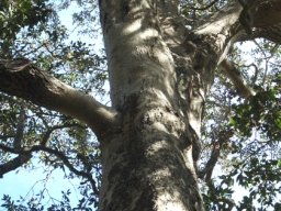 Ilex mitis var. mitis trunk