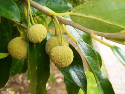 Kiggelaria africana fruit
