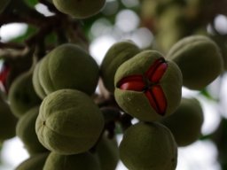 Trichilia emetica subsp. emetica fruit pulling a face