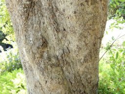 Kiggelaria africana trunk