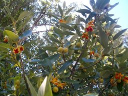 Kiggelaria africana reproduction time