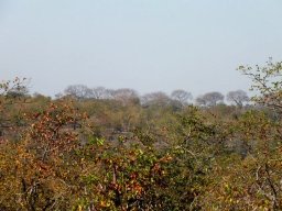 Kirkia acuminata leafless in winter