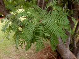 Kirkia wilmsii green leaves