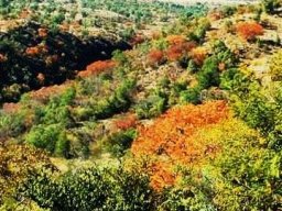 Kirkia wilmsii autumn leaves