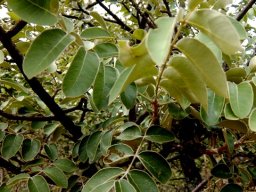 Lannea discolor, a darker leaf colour