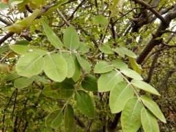 Lannea discolor pale leaves
