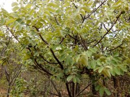 Lannea discolor